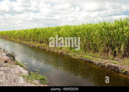 Reifen Zuckerrohr Feld, Bewässerungskanal. Der accharum Officinarum". Stockfoto