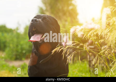 Schwarzer Labrador Retriever Hund sitzen auf dem grünen Rasen im Park Stockfoto