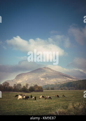 Herde Kühe grasen, Montana, Bulgarien Stockfoto