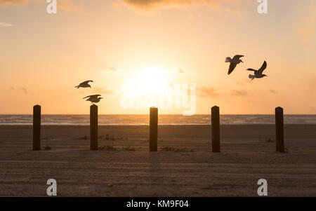 Möwen fliegen über Holzpfosten am Strand, Port Aransas, Texas, USA Stockfoto