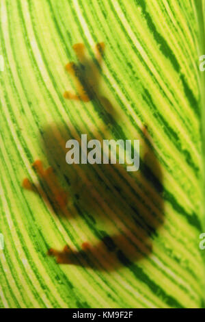 Schatten einer javan Laubfrosch sitzt auf einem Blatt Stockfoto