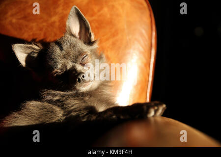 Chihuahua Hund in der Sonne sitzen Stockfoto