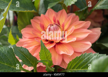 Dahlien wachsen in einem Garten Stockfoto