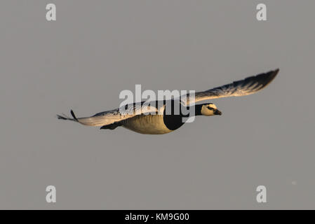 Europäische Nonnengänse (branta leucopsis) im Flug Stockfoto