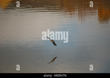 Ein Vogel (KIEBITZ) Fliegen über einer Flussmündung. Stockfoto