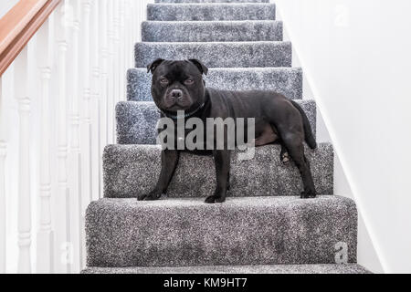Schwarz Staffordshire Bull Terrier Hund sitzend auf einer Treppe mit grauem Teppich, weiße Wände und Geländer schienen und eine hölzerne Geländer innerhalb eines Hauses. Er i Stockfoto