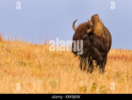 Majestic American Buffalo (Bison bison) in South Dakota Stockfoto