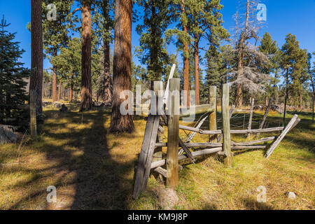 Ponderosa Kiefern, Pinus ponderosa, und Old Ranch Zaun in Valles Caldera National Preserve, einem wahren, die von der National Park Service, New York, USA Stockfoto