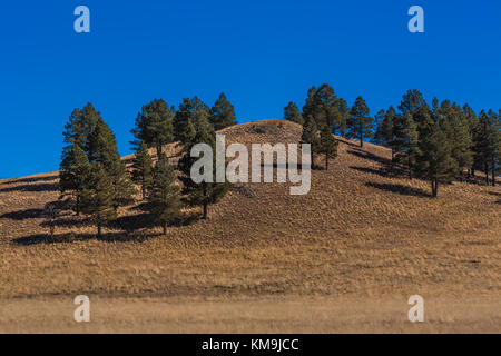 Ponderosa Kiefern, Pinus ponderosa, und Grasland in Valles Caldera National Preserve, einem wahren, die von der National Park Service, New Mexico, USA Stockfoto