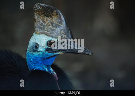 Southern cassowary (Casuarius casuarius) Kopf hoch, New South Wales, Australien Stockfoto
