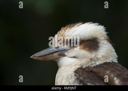 Laughing Kookaburra (Dacelo novaeguineae) erwachsenen Vogel Leiter Portrait, Sydney, New South Wales, Australien Stockfoto