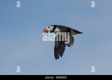 Puffin Fratercula arctica erwachsenen Vogel im Flug Sandaal, Farne Islands, Northumberland, Großbritannien, Juli Stockfoto