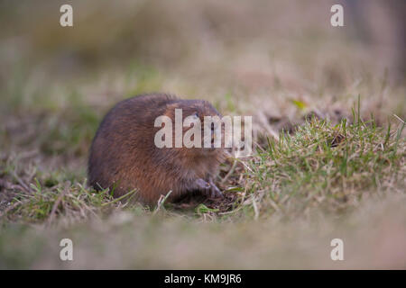 Wasser vole Arvicola terrestris Erwachsenen an einem Flussufer, Derbyshire, UK, März Stockfoto