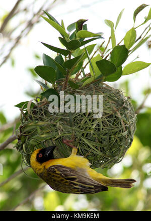 Männliche maskierte Wanken (Ploceus Velatus) Nestbau, Südafrika Stockfoto