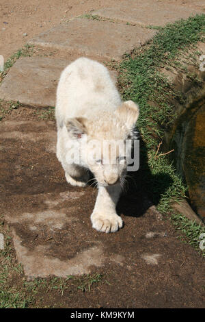 Löwenpark, weiße Löwenjunges zu Fuß, Panthera Leo krugeri Stockfoto