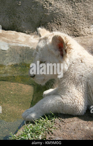 Löwenpark, weiße Löwenjunges, liegend neben einem Wasserloch, Panthera Leo krugeri Stockfoto