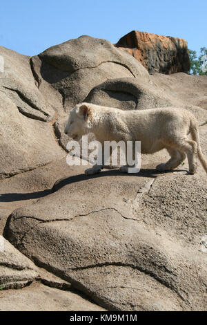 Löwenpark, weiße Löwenjunges Klettern ein Rock, Panthera Leo krugeri Stockfoto