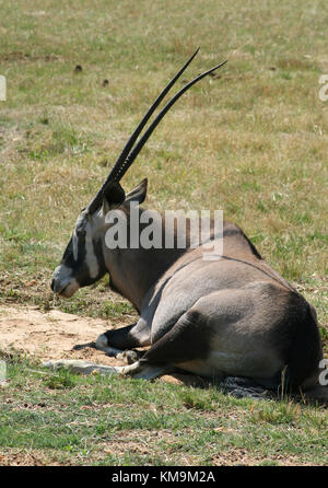 Löwenpark, Gemsbok liegen auf dem Rasen, Oryx gazella Stockfoto