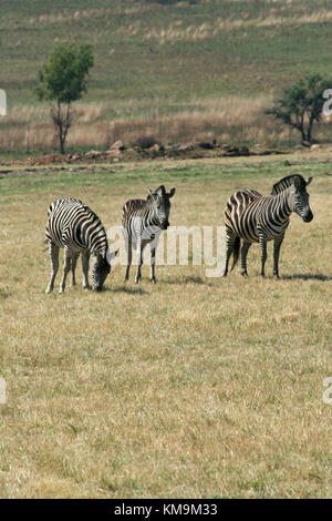 Löwenpark, drei Burchell-Zebra, Equus Quagga burchellii Stockfoto