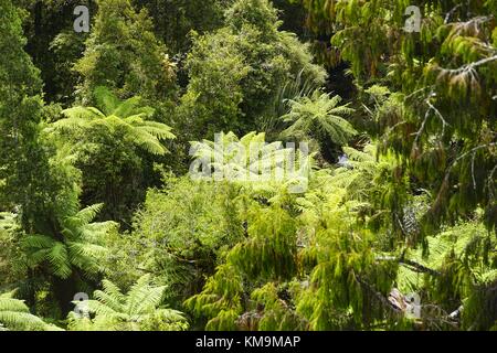 Zwischen riesigen Regenwäldern wachsen üppige Farne in Hokitika an der Westküste der Südinsel. (29. Januar 2016) | Nutzung weltweit Stockfoto