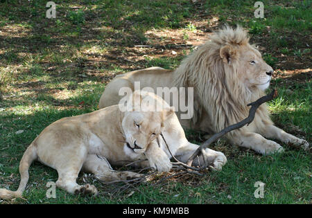 Löwenpark, weißer Löwe und Löwin, liegend auf dem Rasen, Löwin kauen ein Stick, Panthera Leo krugeri Stockfoto