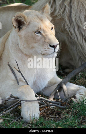 Löwenpark, weißer Löwe und Löwin, liegend auf dem Rasen, Löwin mit einem Stock, Panthera Leo Krugeri spielen Stockfoto