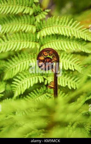 Der junge, sich kräuselnde Vogel eines Silberfarns wird in Neuseeland Koru genannt. Der Begriff stammt aus der Sprache der Maori und symbolisiert unter anderem das neue Leben. (29. Januar 2016) | Nutzung weltweit Stockfoto