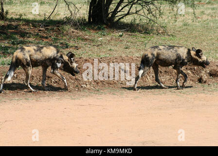 Löwenpark, zwei afrikanische Wildhunde, Wandern, LYKAON pictus Stockfoto