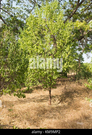 Junge Sandelholz (Santalum Album) Bäumen, Mysore, Karnataka, Indien. Stockfoto