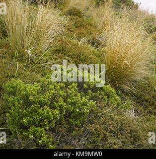 Nur kleinere Pflanzen wachsen in den höheren Lagen des Tongariro National Park, die von der legendären Tongariro gekreuzt - alpine Track (Tongariro Alpine Crossing). Für Viele Neuseeland Reisende die Route auf der North Island ist ein Pflichtprogramm. (05 | Verwendung weltweit Stockfoto