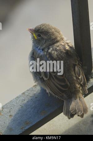 Haussperling (Passer domesticus), jungen Vogel saß auf dem Balkon, Schiene, Spanien | Verwendung weltweit Stockfoto