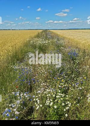 Wildflower Feld Marge für Insekten in der intensiven Landwirtschaft, Hessen, Deutschland | Verwendung weltweit Stockfoto