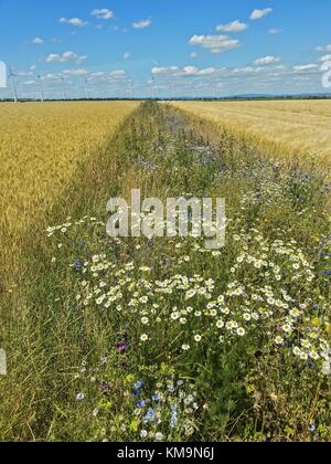 Wildflower Feld Marge für Insekten in der intensiven Landwirtschaft, Hessen, Deutschland | Verwendung weltweit Stockfoto