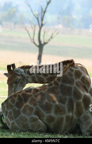 Löwenpark, liegend auf der Wiese lecken Hinterbein, Giraffa Giraffe Giraffe Stockfoto