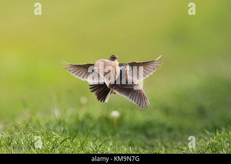 Skylark (Alauda arvensis), zwei Territorien Kampfvögel, Hessen, Deutschland | Nutzung weltweit Stockfoto