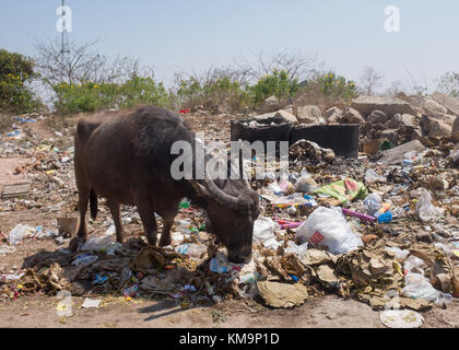 Vieh scavenging in Haufen Müll, Mysore, Karnataka, Indien. Stockfoto