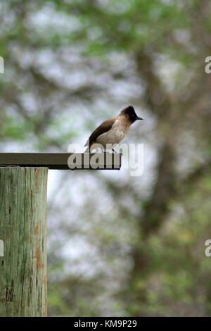 Krüger-Nationalpark, Marloth Park, Blackeyed Bulbul thront auf einem Stück Holz, Pycnonotus barbatus Stockfoto