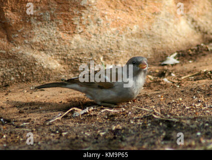 Krüger-Nationalpark, Marloth Park, Weiblich maskiert Weber sitzt auf dem Boden, Ploceus velatus Stockfoto