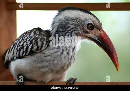 Krüger-Nationalpark, Marloth Park, rot-billed Hornbill sitzen auf einem Stück Holz, Nahaufnahme, Tockus erythrorhynchus Stockfoto