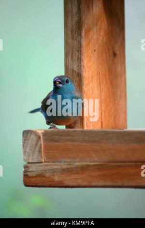 Krüger-Nationalpark, Marloth Park, Blue Wellenastrild sitzen auf eine hölzerne Vogelhäuschen, Uraeginthus angolensis Stockfoto