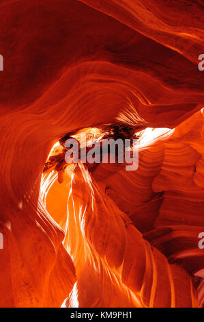 Baum stecken in den Felsen des Antelope Canyon Stockfoto