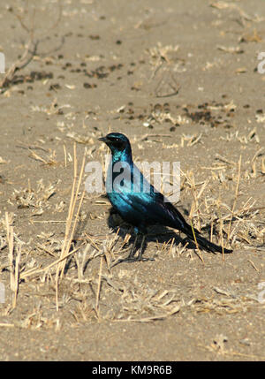 Krüger-Nationalpark, Kap glänzend Starling stehen auf dem Boden, Glanzstare nitens Stockfoto