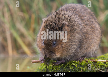 Britische Wasser Vole (Arvicola amphibius) Essen auf einem Moos bedeckt Rock - England, Vereinigtes Königreich Stockfoto