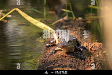 American alligator Alligator mississippiensis sonnen sich auf einem gefallenen Teich Cypress Tree in der Corkscrew Swamp Sanctuary in Naples, Florida Stockfoto