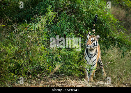 Ein Tiger aus Bandhgargh, Indien Stockfoto