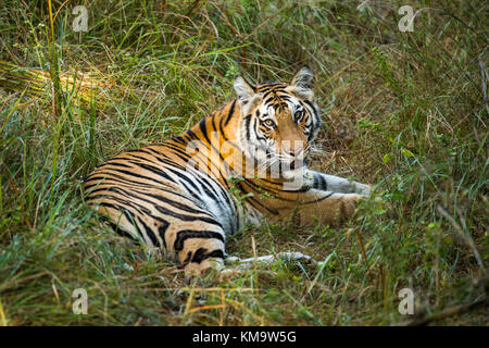 Ein Tiger aus Bandhgargh, Indien Stockfoto