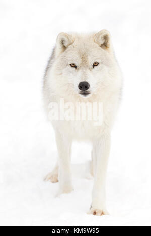 Ein einsamer Arktische Wölfe (Canis lupus arctos) stehen im Winter schnee Kanada Stockfoto