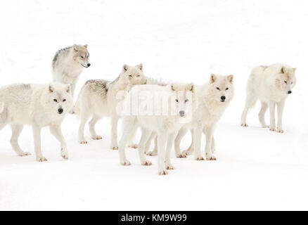 Arktische Wölfe (Canis lupus arctos) stehen im Winter Schnee in Kanada Stockfoto