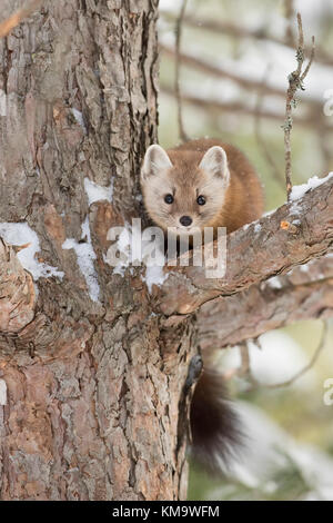 Baummarder (Martes americana) im Schnee in Algonquin Park in Kanada Stockfoto