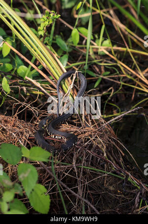 Florida gebändert Wasserschlange nerodia fasciata pictiventris sonnen sich auf einem in der Corkscrew Swamp Sanctuary anmelden in Naples, Florida Stockfoto